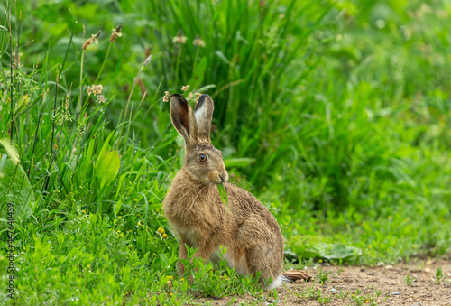 Wild Brown Hare, Scientific name: Lepus Europaeus, sat in natural farmland habitat eating grass with raindrops on the lush green vegetation. Facing right. Close up. Horizontal. Space for copy.
