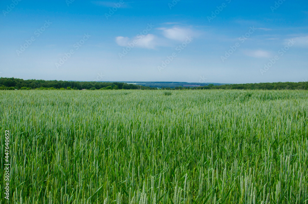 A field of green wheat under a blue sky in clear weather. Stock Images