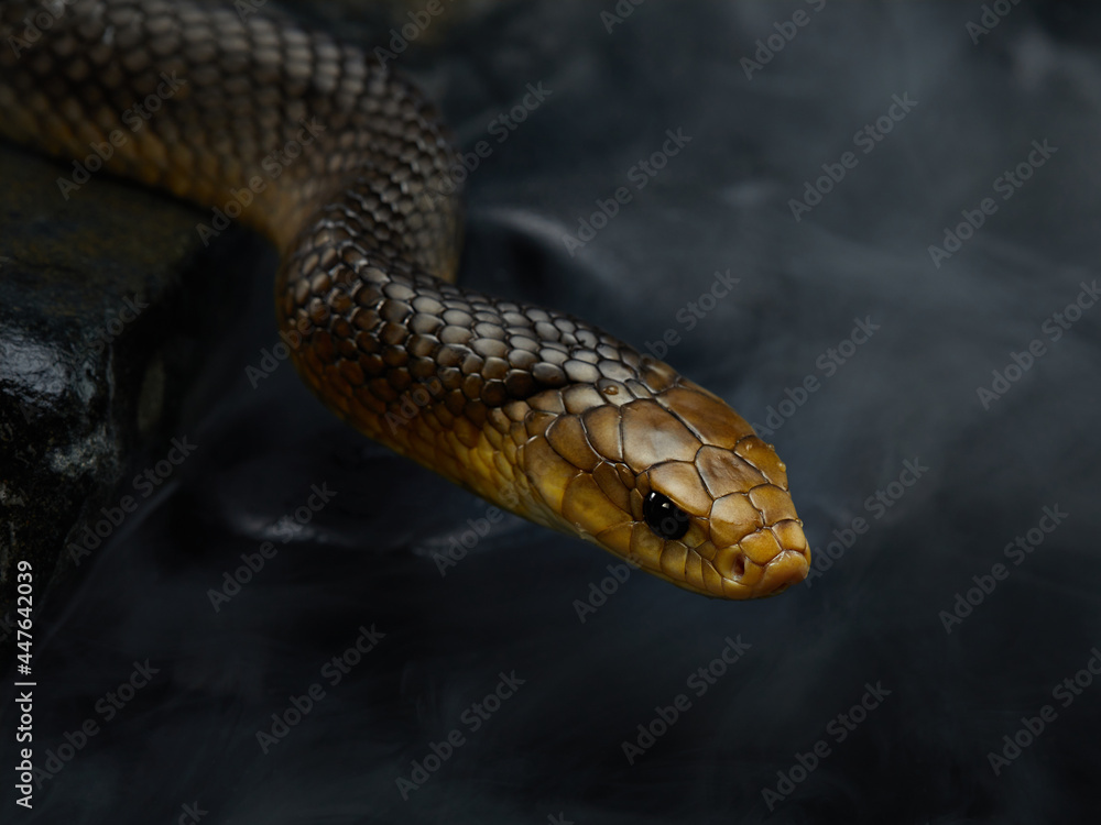 Drymarchon on the background of cameos, fog. snake art Drymarchon on the background of cameos, fog. snake art