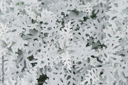 Beautiful silver Cineraria in the garden close-up.Natural background and texture.