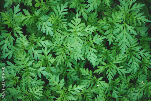 Natural background of green leaves with vintage filter