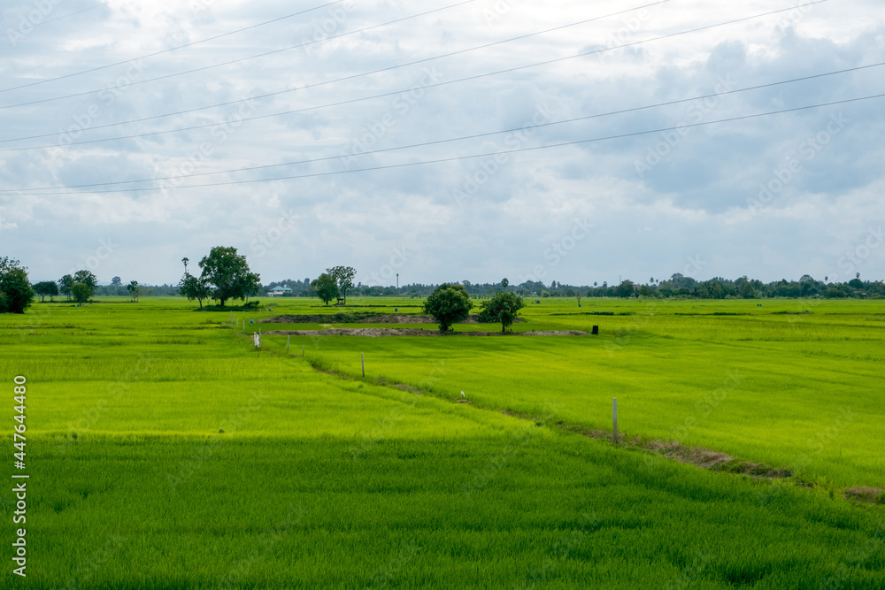 beautiful green rice fields rice cultivation in Thailand