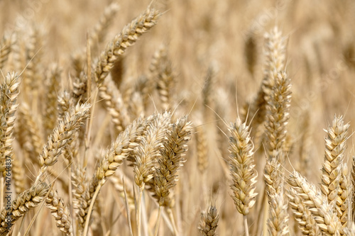 Grain landscape, Flevoland Province, The Netherlands