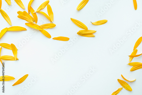 Calendula petals on a white background. Calendula on a white background. Yellow petals. Colored background. 
