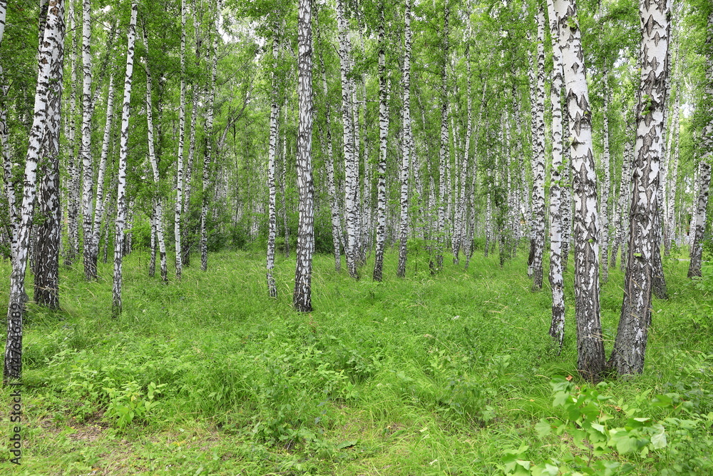 Obraz premium Birch forest in summer in Russia