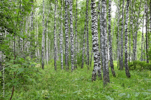 Fototapeta Naklejka Na Ścianę i Meble -  Birch trees in summer in Russia