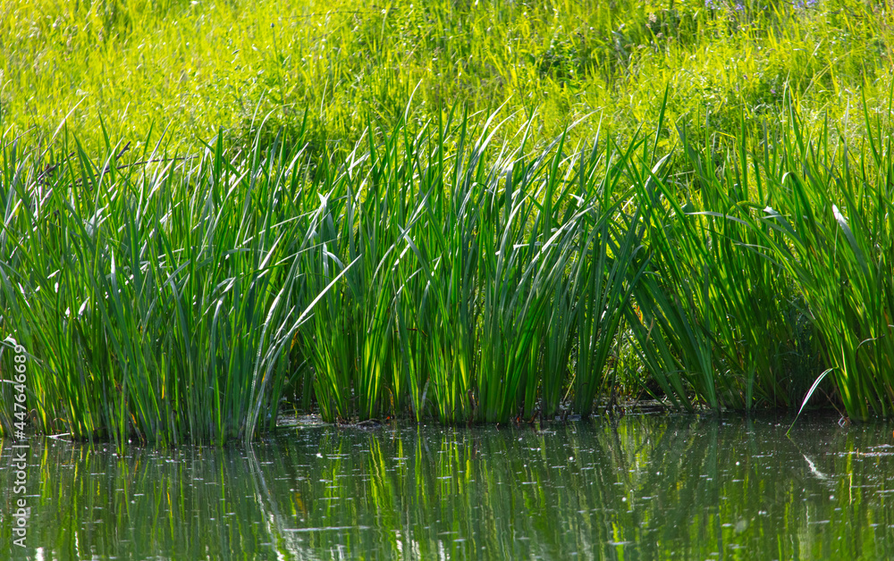 Obraz premium Green grass in the water of the river