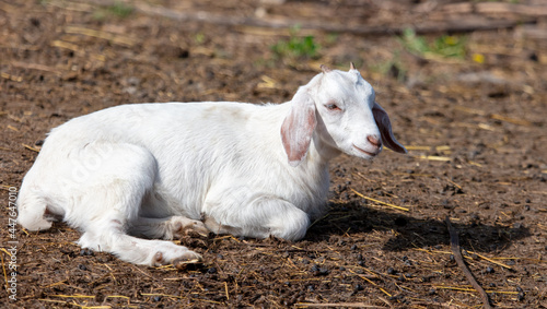 Little goat on the farm.
