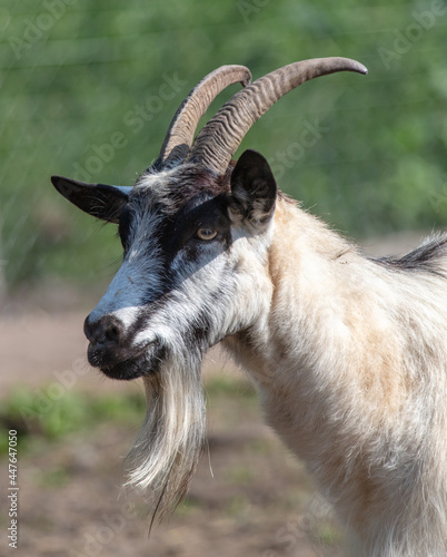 Portrait of a goat on the farm.