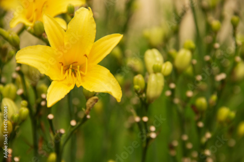 natural background garden flower plants daylily © eevlada