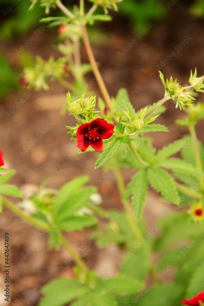 ladybird on a flower ladybird on a flower