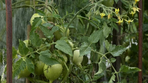 Wallpaper Mural Eco-friendly products, organic. Manual watering of tomatoes growing in the open ground on the farm. Siberia.  Torontodigital.ca