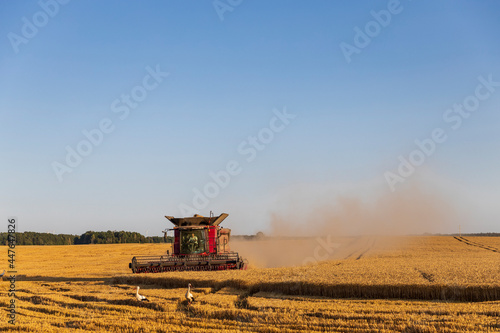 The comrade harvests the harvest at sunset