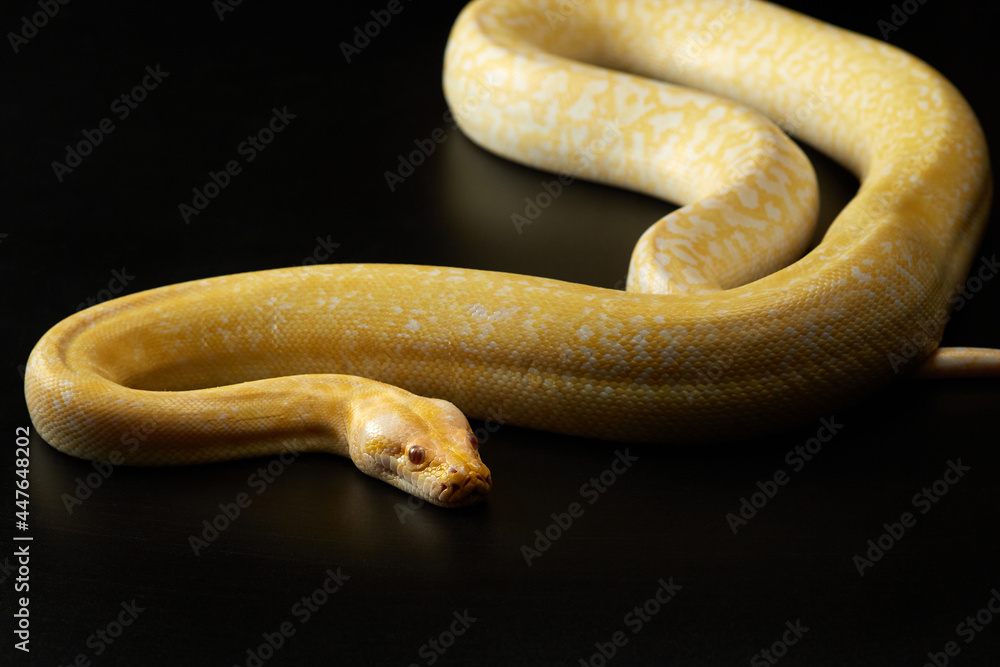 Obraz premium snake on a black background. Carpet yellow python. Animal in the studio
