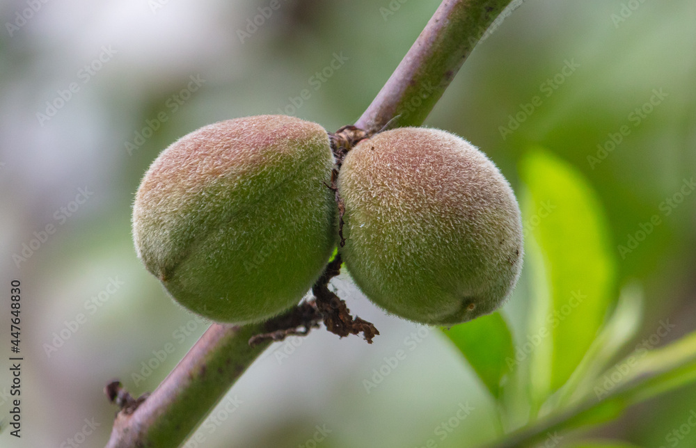 Two peaches on a tree branch in nature. Two peaches on a tree branch in nature.