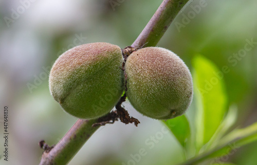 Two peaches on a tree branch in nature.