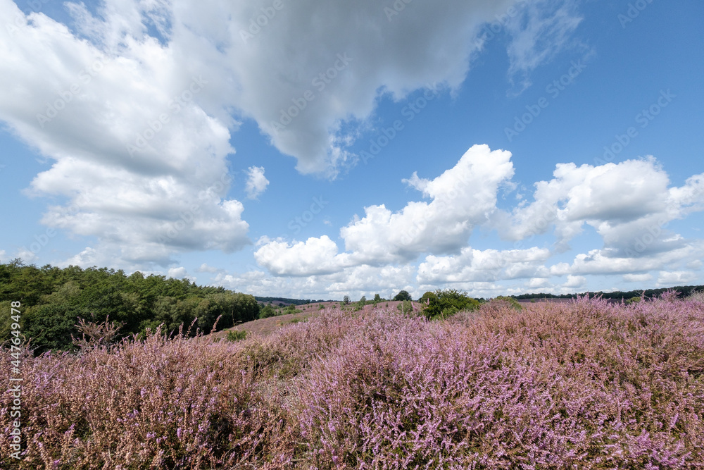 Nature reserve Herikhuizerveld aka De posbank, Gelderland Province, The Netherlands