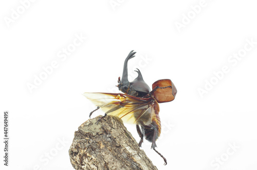 カブトムシの飛翔（Trypoxylus dichotomus in flight) photo