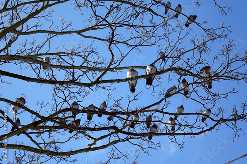 A lot of pigeons on a tree