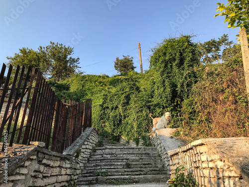 a road paved with gray stone in the middle of the coastal thickets. Varna. Bulgaria.