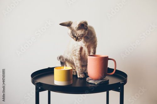 Cat sitting on the table and looking at candle light. Relaxing at home after work day concept. Yellow ceramic candle and cup of tea on the little round table, white wall background, home feeling