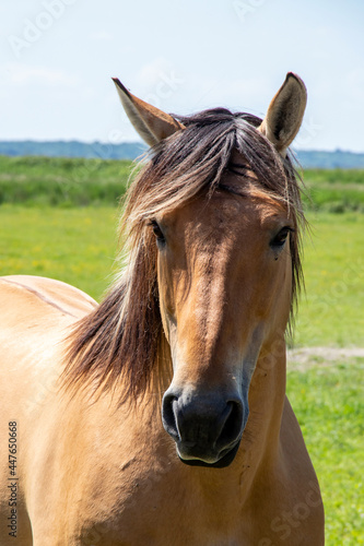 Cheval Henson ou cheval de la baie de Somme dans la prairie  Le Marquenterre  Hauts-de-France 