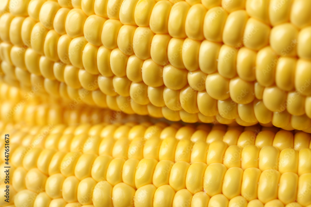 Fresh raw corn on whole background, close up Fresh raw corn on whole background, close up
