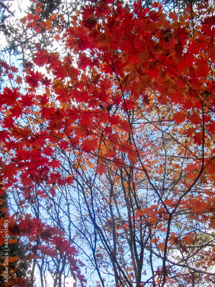 Autumn in Korea, the red maple tree