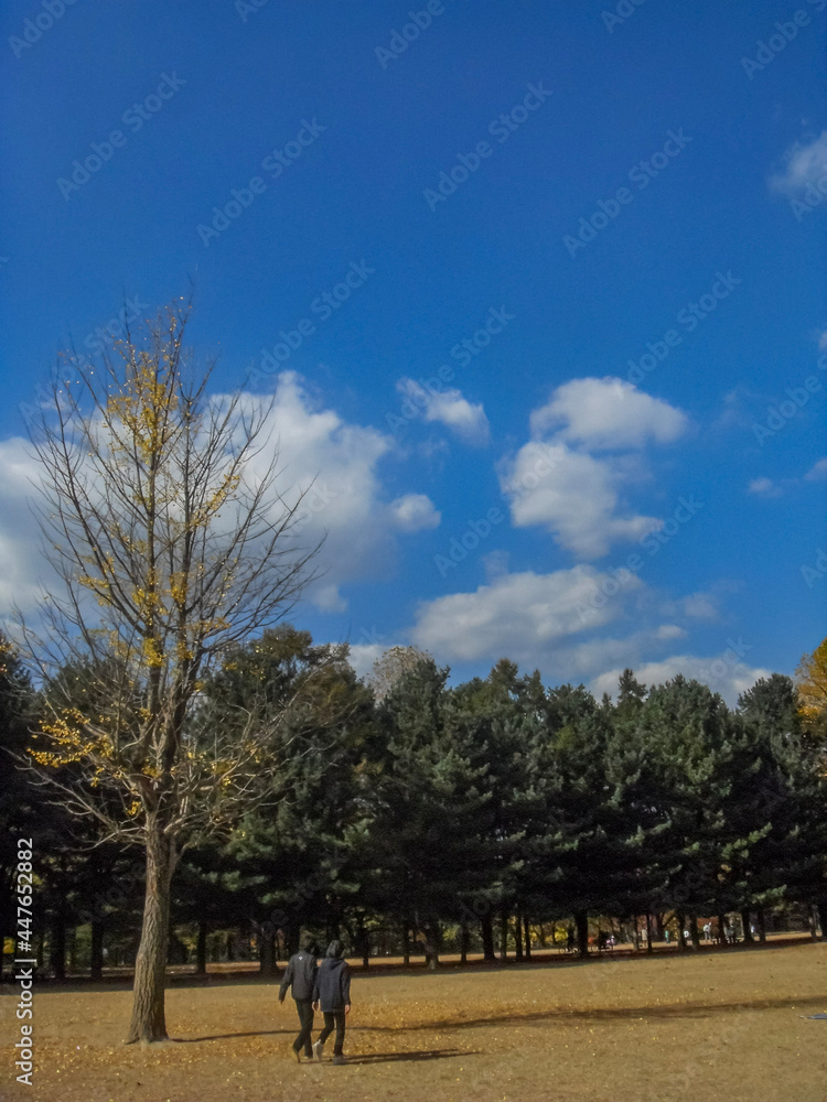 Nami Island in Korea, a ginkgo tree on the autumn lawn