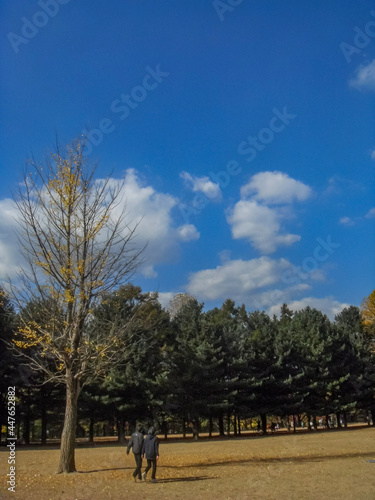 Nami Island in Korea, a ginkgo tree on the autumn lawn