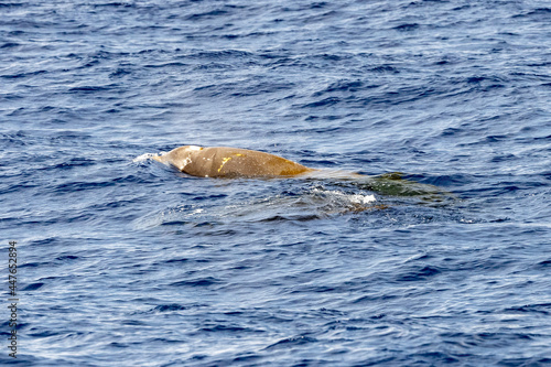 Rare Cuvier Goose Beaked whale dolphin Ziphius cavirostris photo