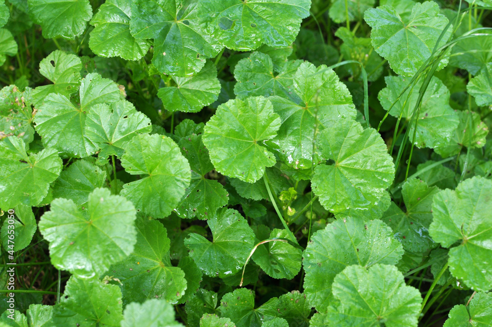 Mallow (Malva pusilla, Malva rotundifolia) grows in nature in summer Mallow (Malva pusilla, Malva rotundifolia) grows in nature in summer