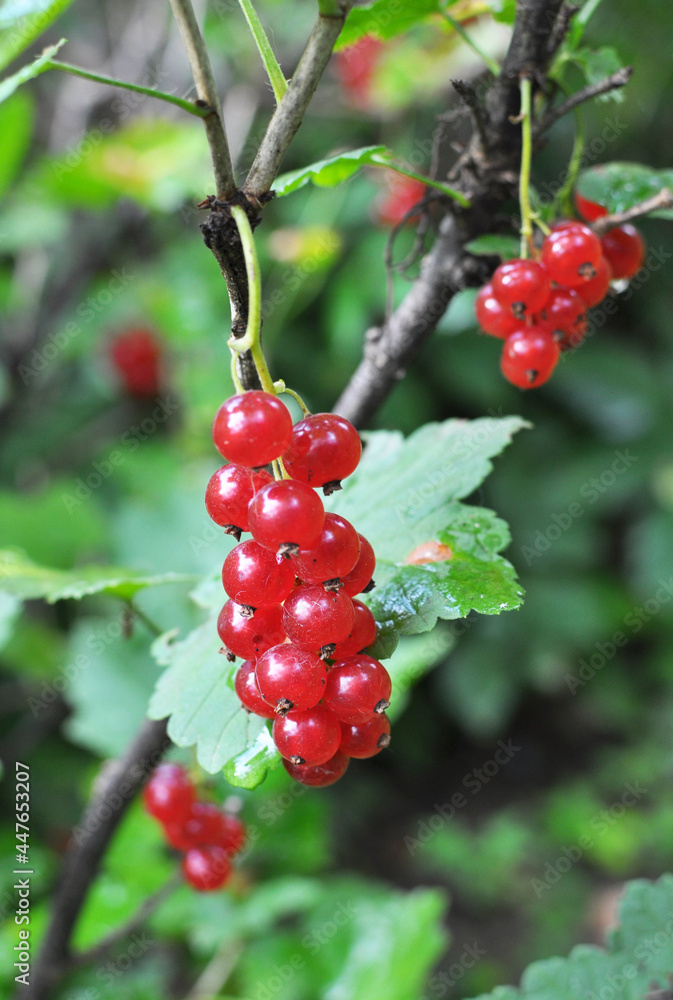 On the bush berries are ripe red currant