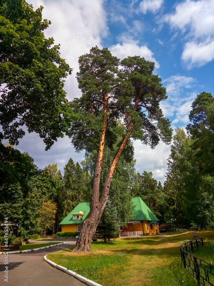 Fototapeta premium A beautiful pine tree with a forked trunk against the sky