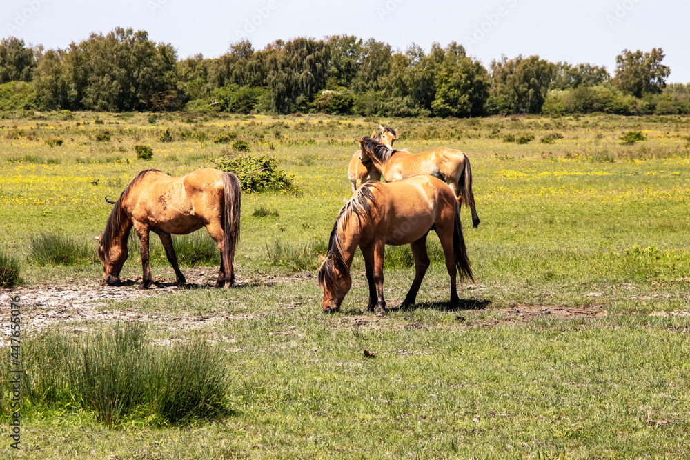 Chevaux Henson dans la prairie, Baie de Somme, Le Marquenterre, Hauts de France, France Chevaux Henson dans la prairie, Baie de Somme, Le Marquenterre, Hauts de France, France