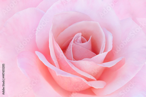 Beautiful Close-Up of Pink rose in romantic background.Photo for valentine day.