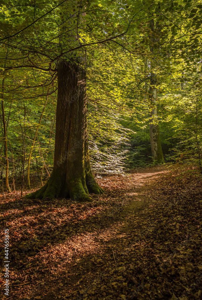 Naklejka premium las o zachodzie słońca 1