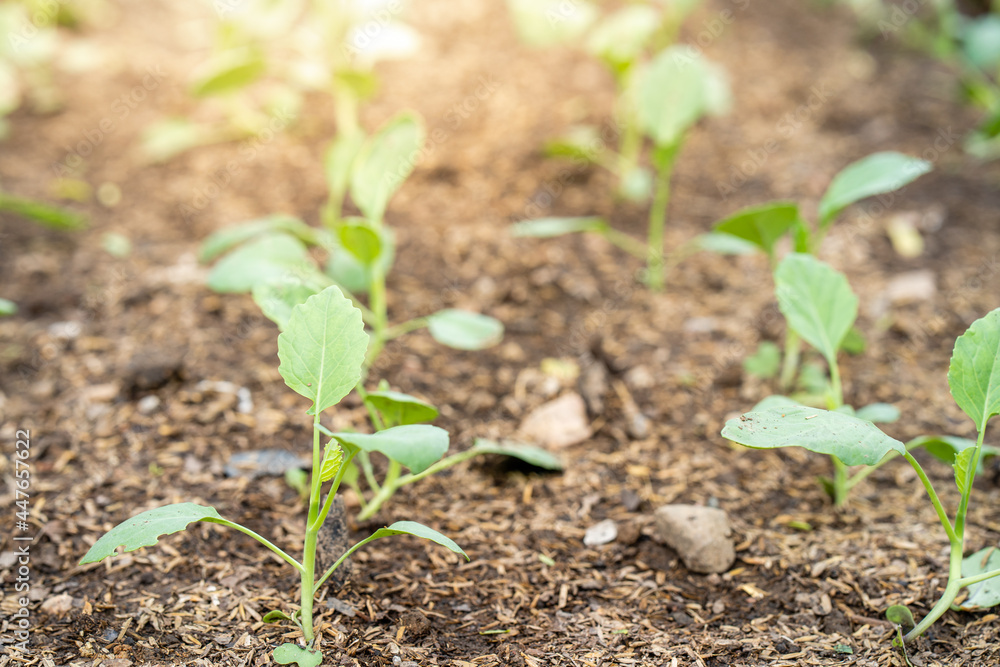 Growing home grow vegetable at field. Growing home grow vegetable at field.
