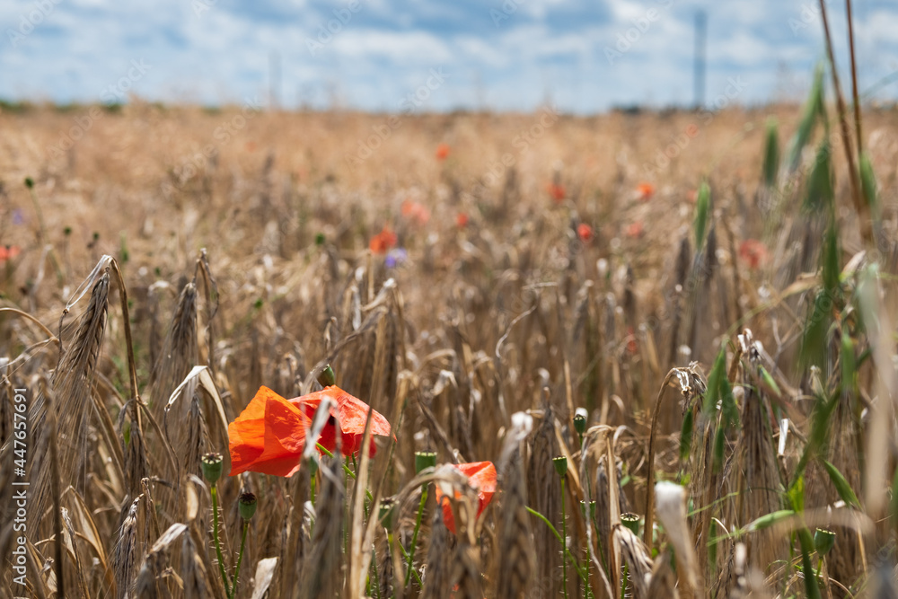 Obraz premium red poopy and bright yellow wheat field