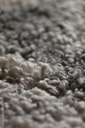 Detail of wool from a lamb skin, Gotland Sweden.