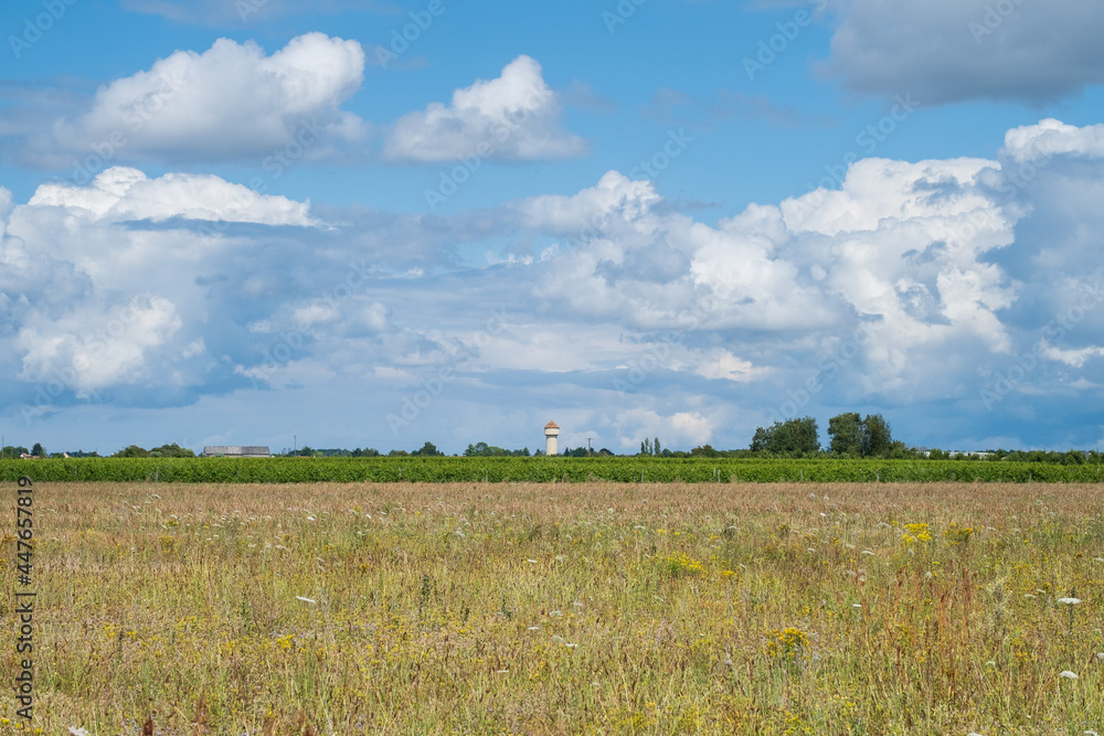 Pasture in the countryside