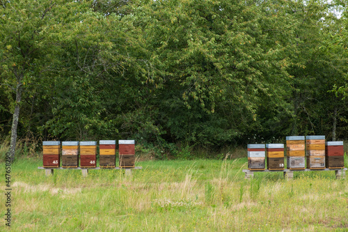 beehive in a field