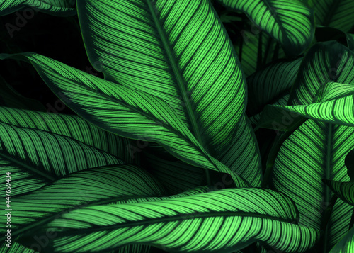 Close up of green leaf texture in tropical forest for background and desing art work eco nature concept style.