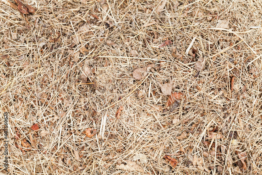 Dry hay, top view, flat background texture