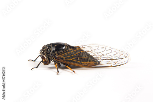 adult black cicada isolated on white background