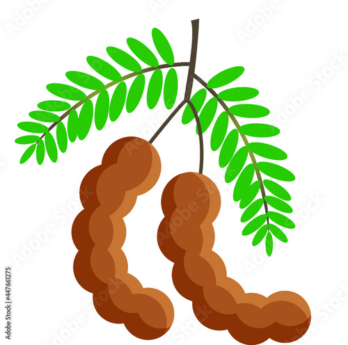 fruit tamarinds vector art with leaves