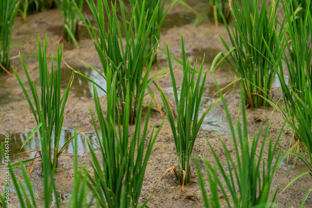 Fototapeta premium Flooded rice field with green growing plants closeup