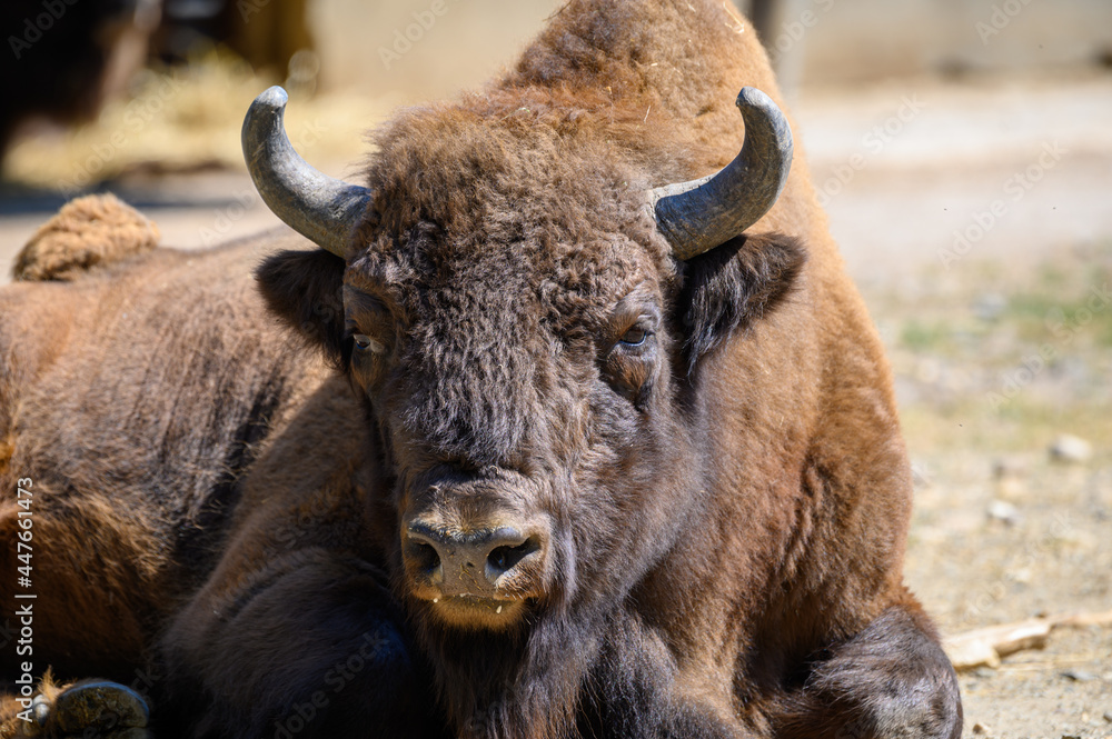 Large European bison also known as Bison bonasus Large European bison also known as Bison bonasus