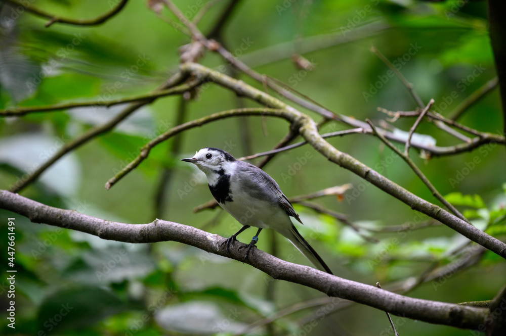 White wagtail also known as motacilla alba White wagtail also known as motacilla alba
