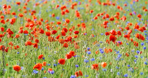 Mohnblumen  Feld